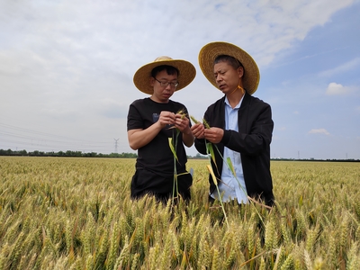 宝丰县农技人员对小麦新品种“航宇19”测产:亩产达1330斤以上